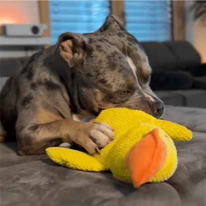 papera - gioco per cani anti stress