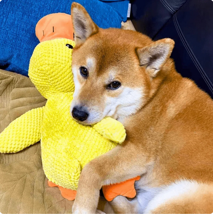 papera - gioco per cani anti stress