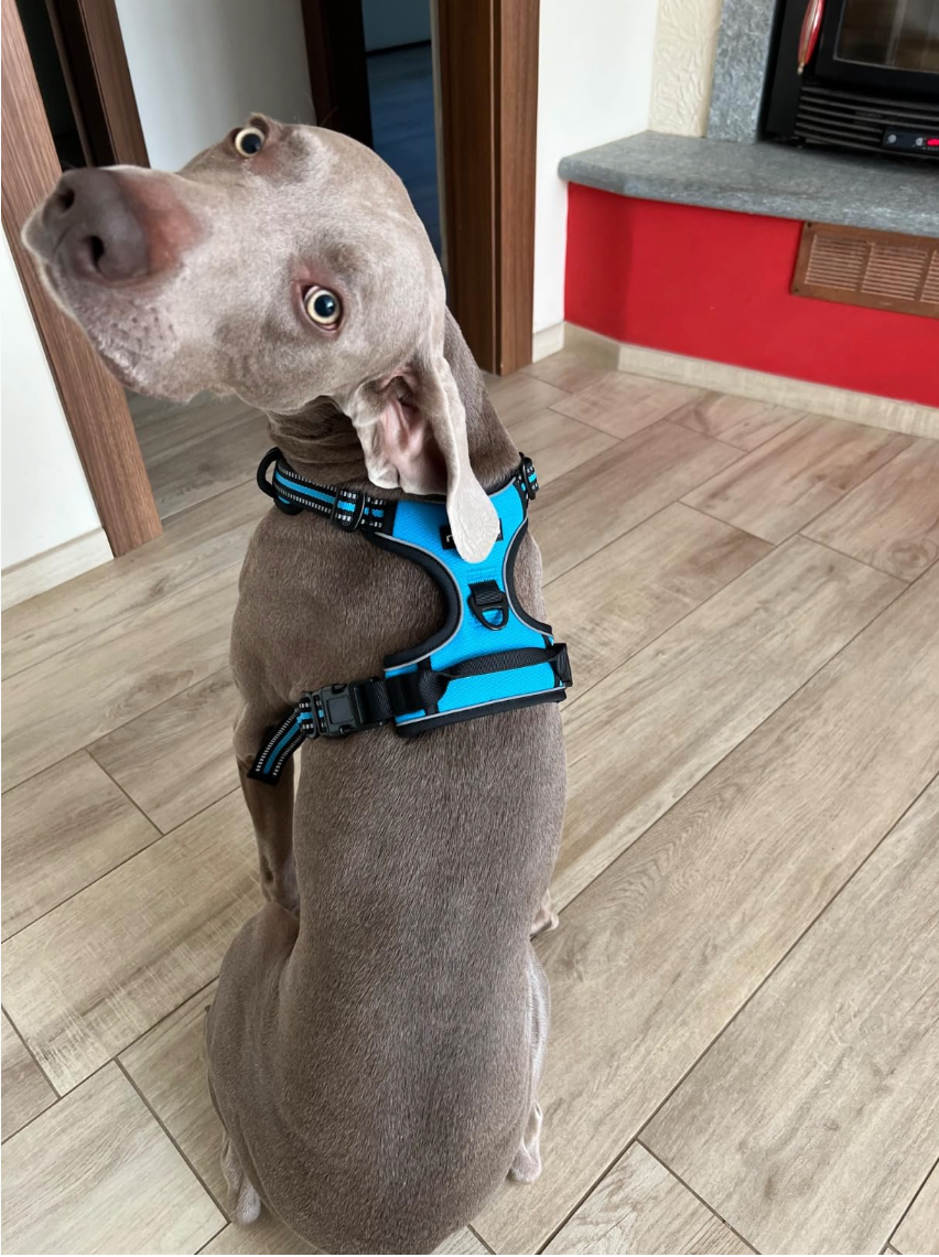 QuackZen™ Pettorina Anti Tiro